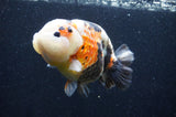 Milk Cow Ranchu  Calico 4.5 Inch (ID#415R10a-90) Free2Day SHIPPING