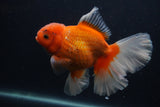 Thai Oranda  Red White 5.5 Inch (ID#0107T2b-72) Free2Day SHIPPING