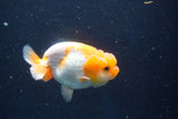 Juvenile Lionchu  Red White 3.5 Inch (ID#1018R11b-33) Free2Day SHIPPING