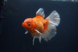 Thai Oranda  Red White 5.5 Inch (ID#0107T2b-72) Free2Day SHIPPING