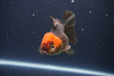 Short Body Thai Oranda  Tricolor 3.5 Inch (ID#1112To14b-62) Free2Day SHIPPING