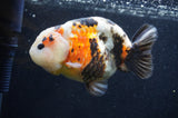 Milk Cow Ranchu  Calico 4.5 Inch (ID#415R10a-90) Free2Day SHIPPING