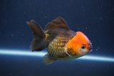 Short Body Thai Oranda  Tricolor 3.5 Inch (ID#1112To14b-62) Free2Day SHIPPING