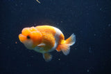 Juvenile Lionchu  Red White 3.5 Inch (ID#1018R11b-33) Free2Day SHIPPING