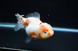 Yuan Bao Oranda  Calico 4 Inch (ID#307Yb10b-50) Free2Day SHIPPING