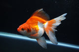 Ryukin Long Tail Red White 5 Inch (ID#1220Ry7b-4) Free2Day SHIPPING