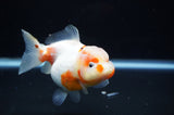 Yuan Bao Oranda  Calico 4 Inch (ID#307Yb10b-50) Free2Day SHIPPING