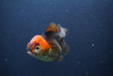 Short Body Thai Oranda  Tricolor 3.5 Inch (ID#1112To14b-62) Free2Day SHIPPING