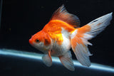 Ryukin Long Tail Red White 5 Inch (ID#1220Ry7b-4) Free2Day SHIPPING