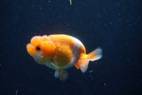 Juvenile Lionchu  Red White 3.5 Inch (ID#1018R11b-33) Free2Day SHIPPING