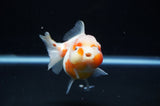 Yuan Bao Oranda  Calico 4 Inch (ID#307Yb10b-50) Free2Day SHIPPING