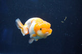 Juvenile Lionchu  Red White 3.5 Inch (ID#1018R11b-33) Free2Day SHIPPING