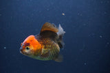 Short Body Thai Oranda  Tricolor 3.5 Inch (ID#1112To14b-62) Free2Day SHIPPING