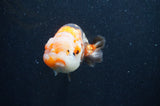 Milk Cow Ranchu  Calico 5 Inch (ID#415R10a-91) Free2Day SHIPPING