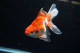 Ryukin Long Tail Red White 5 Inch (ID#1220Ry7b-4) Free2Day SHIPPING