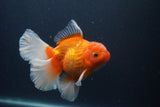 Thai Oranda  Red White 5.5 Inch (ID#0107T2b-72) Free2Day SHIPPING