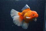 Thai Oranda  Red White 5.5 Inch (ID#0107T2b-72) Free2Day SHIPPING