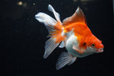 Ryukin Long Tail Red White 5 Inch (ID#1220Ry7b-4) Free2Day SHIPPING