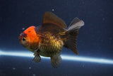 Short Body Thai Oranda  Tricolor 3.5 Inch (ID#1112To14b-62) Free2Day SHIPPING