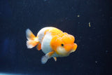 Juvenile Lionchu  Red White 3.5 Inch (ID#1018R11b-33) Free2Day SHIPPING