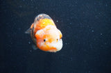 Milk Cow Ranchu  Calico 5 Inch (ID#415R10a-91) Free2Day SHIPPING