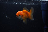 Baby Thai Oranda  Red White 2 Inch (ID#224TPTA-86) Free2Day SHIPPING
