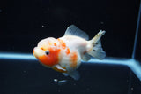 Yuan Bao Oranda  Calico 4 Inch (ID#307Yb10b-50) Free2Day SHIPPING