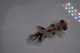 Butterfly  Calico 3.5 Inch (ID#1210B8b-57) Free2Day SHIPPING