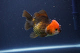 Short Body Thai Oranda  Tricolor 3.5 Inch (ID#1112To14b-62) Free2Day SHIPPING