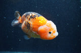 Milk Cow Ranchu  Calico 5 Inch (ID#415R10a-91) Free2Day SHIPPING