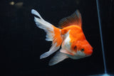 Ryukin Long Tail Red White 5 Inch (ID#1220Ry7b-4) Free2Day SHIPPING