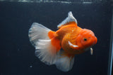 Thai Oranda  Red White 5.5 Inch (ID#0107T2b-72) Free2Day SHIPPING