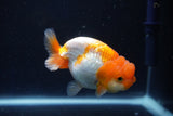 Juvenile Lionchu  Red White 3.5 Inch (ID#1018R11b-33) Free2Day SHIPPING