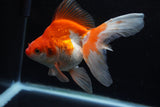 Ryukin Long Tail Red White 5 Inch (ID#1220Ry7b-4) Free2Day SHIPPING