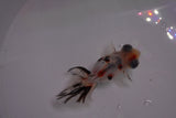 Butterfly  Calico 3.5 Inch (ID#1210B8b-57) Free2Day SHIPPING