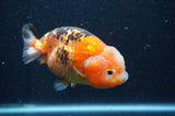 Milk Cow Ranchu  Calico 5 Inch (ID#415R10a-91) Free2Day SHIPPING