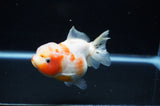 Yuan Bao Oranda  Calico 4 Inch (ID#307Yb10b-50) Free2Day SHIPPING