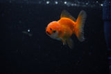 Baby Thai Oranda  Red White 2 Inch (ID#224TPTA-86) Free2Day SHIPPING