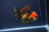 Short Body Thai Oranda  Tricolor 3.5 Inch (ID#1112To14b-62) Free2Day SHIPPING