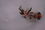 Butterfly  Calico 3.5 Inch (ID#1210B8b-57) Free2Day SHIPPING