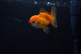 Baby Thai Oranda  Red White 2 Inch (ID#224TPTA-86) Free2Day SHIPPING