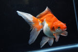 Ryukin Long Tail Red White 5 Inch (ID#1220Ry7b-4) Free2Day SHIPPING