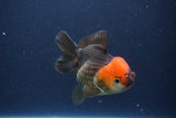 Short Body Thai Oranda  Tricolor 3.5 Inch (ID#1112To14b-62) Free2Day SHIPPING