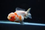 Yuan Bao Oranda  Calico 4 Inch (ID#307Yb10b-50) Free2Day SHIPPING