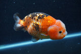 Milk Cow Ranchu  Calico 5 Inch (ID#415R10a-91) Free2Day SHIPPING