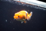 Juvenile Lionchu  Red White 3.5 Inch (ID#1018R11b-33) Free2Day SHIPPING