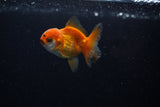 Baby Thai Oranda  Red White 2 Inch (ID#224TPTA-86) Free2Day SHIPPING