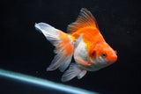 Ryukin Long Tail Red White 5 Inch (ID#1220Ry7b-4) Free2Day SHIPPING