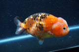 Milk Cow Ranchu  Calico 5 Inch (ID#415R10a-91) Free2Day SHIPPING