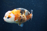 Milk Cow Ranchu  Calico 5 Inch (ID#415R10a-91) Free2Day SHIPPING